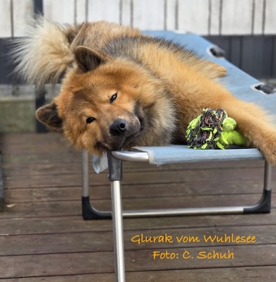 Eurasier Foto