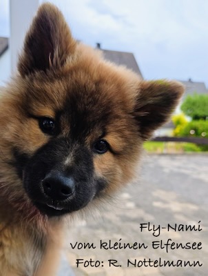 Eurasier Foto