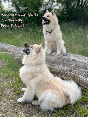 Eurasier Foto