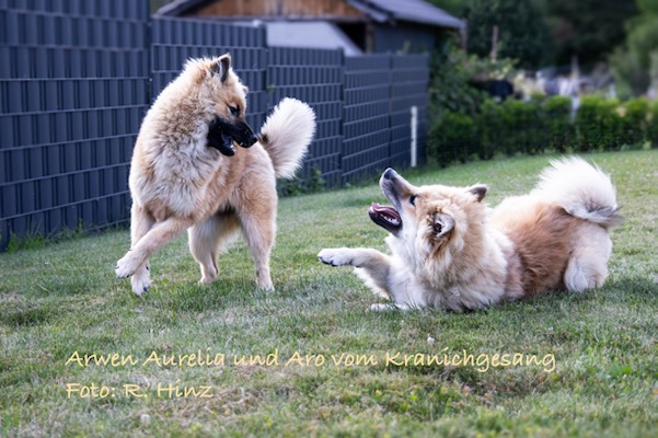 Eurasier Foto