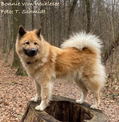Eurasier Foto