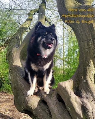 Eurasier Foto