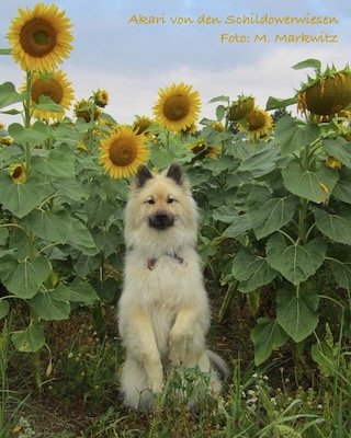 Eurasier Foto