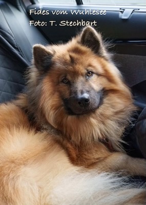Eurasier Foto