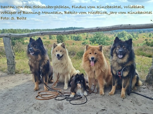 Eurasier Foto