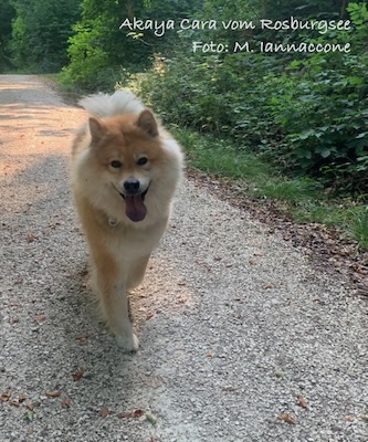 Eurasier Foto