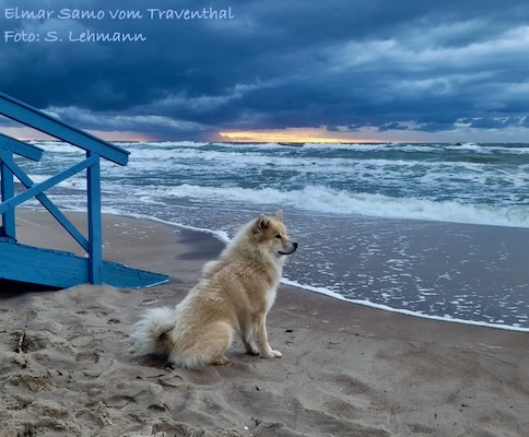 Eurasier Foto