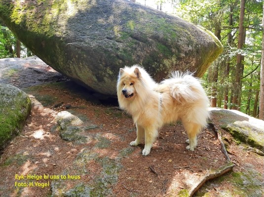 Eurasier Foto