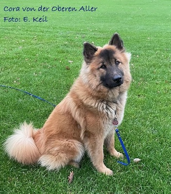 Eurasier Foto