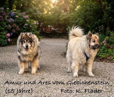 Eurasier Foto