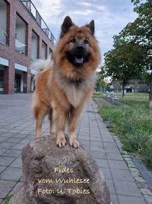 Eurasier Foto