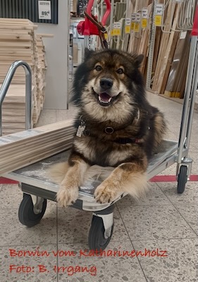 Eurasier Foto