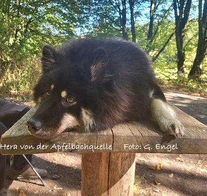 Eurasier Foto