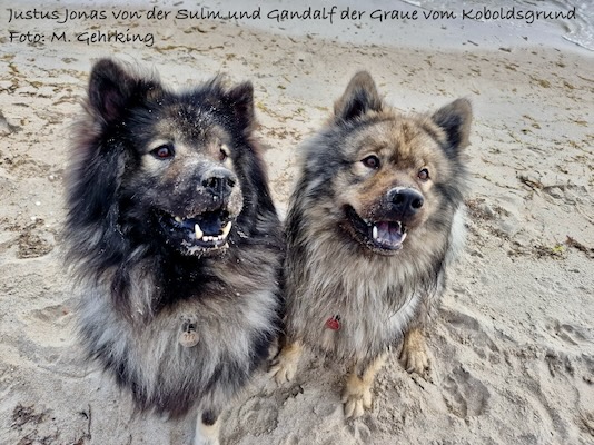 Eurasier Foto