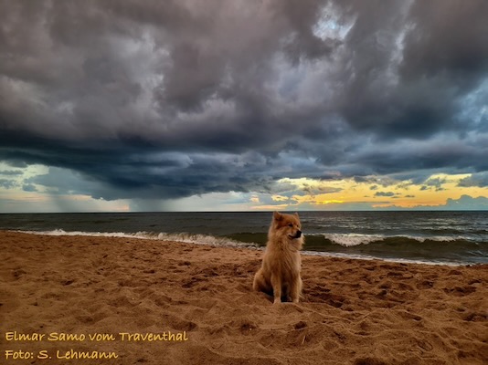Eurasier Foto