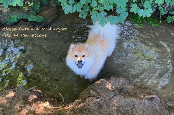Eurasier Foto