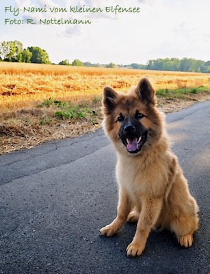 Eurasier Foto