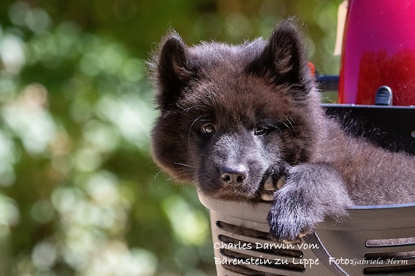Eurasier Foto