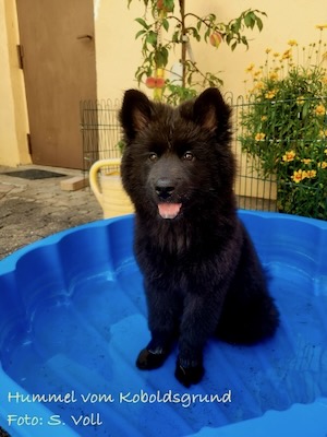 Eurasier Foto