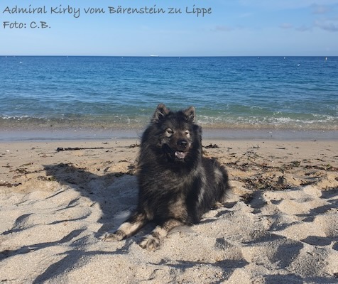 Eurasier Foto