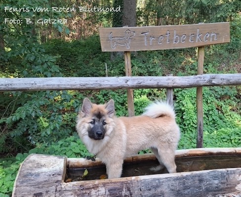 Eurasier Foto