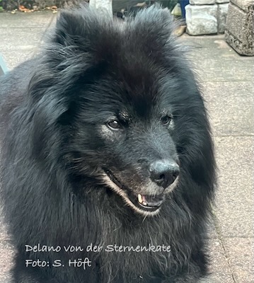 Eurasier Foto