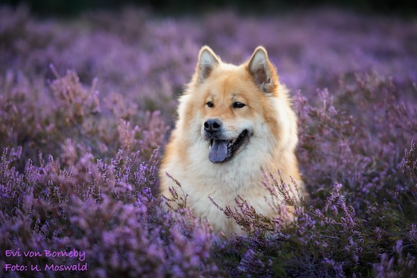 Eurasier Foto