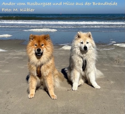 Eurasier Foto