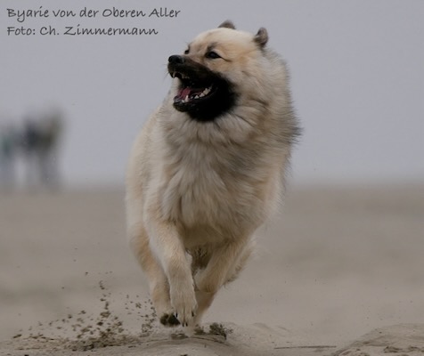 Eurasier Foto