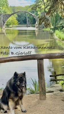 Eurasier Foto