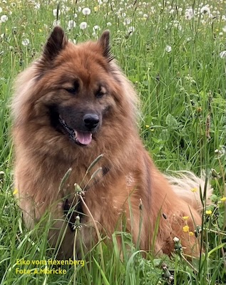 Eurasier Foto