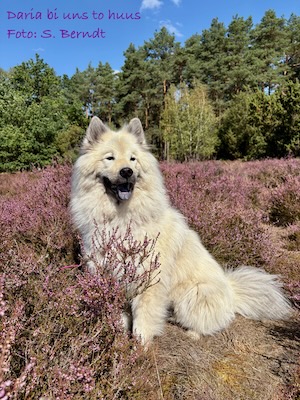 Eurasier Foto