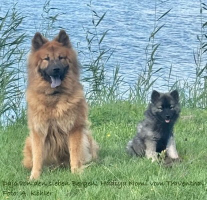 Eurasier Foto