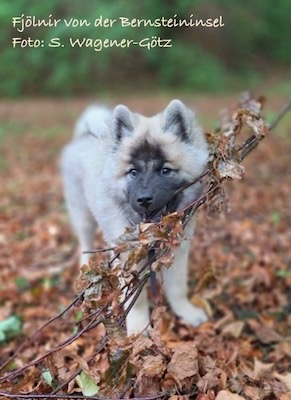 Eurasier Foto