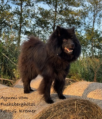 Eurasier Foto