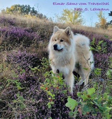 Eurasier Foto
