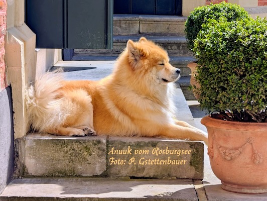 Eurasier Foto