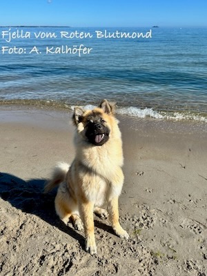 Eurasier Foto
