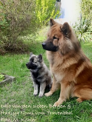 Eurasier Foto