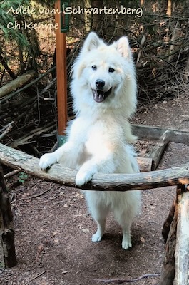 Eurasier Foto