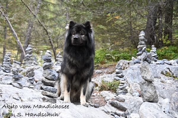 Eurasier Foto