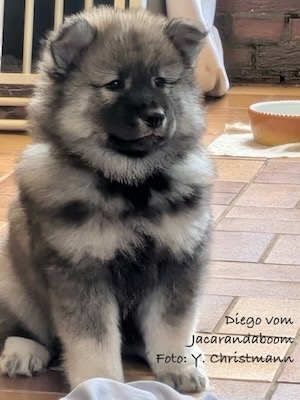 Eurasier Foto
