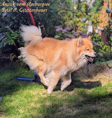 Eurasier Foto