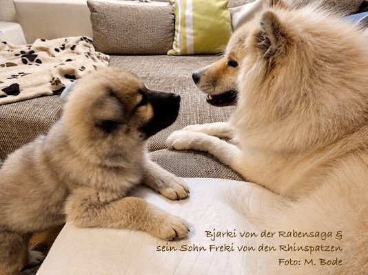 Eurasier Foto
