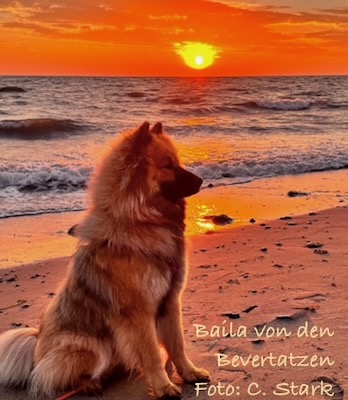 Eurasier Foto