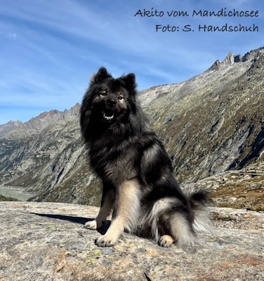 Eurasier Foto