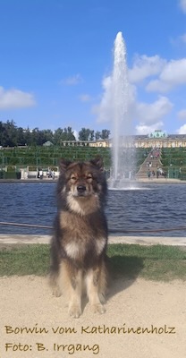 Eurasier Foto
