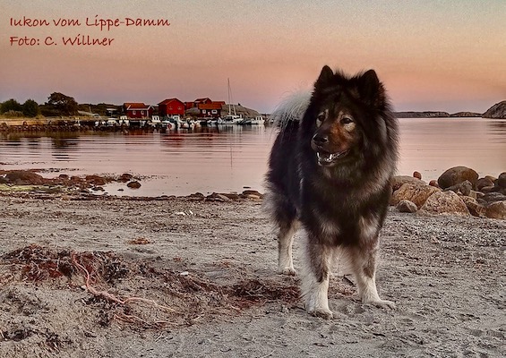 Eurasier Foto