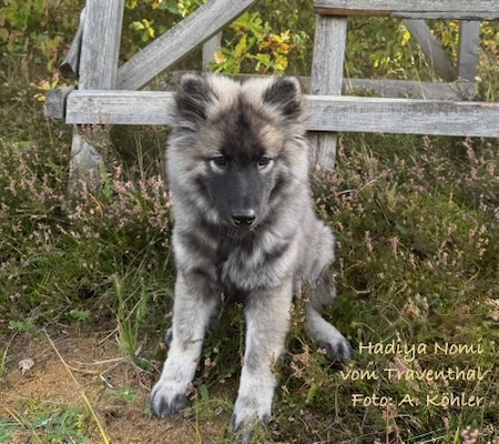Eurasier Foto