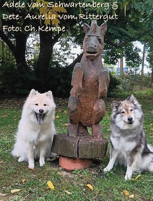Eurasier Foto